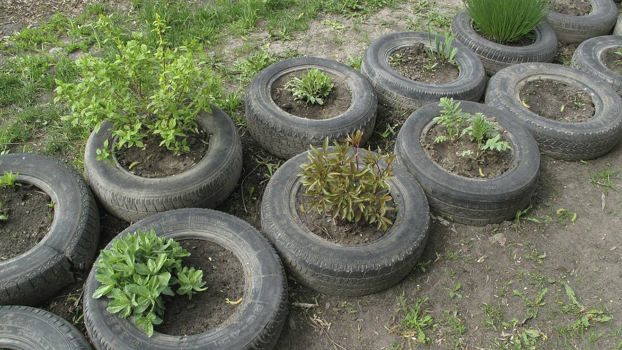 Россиянам назвали запрещенные для высадки у дома растения