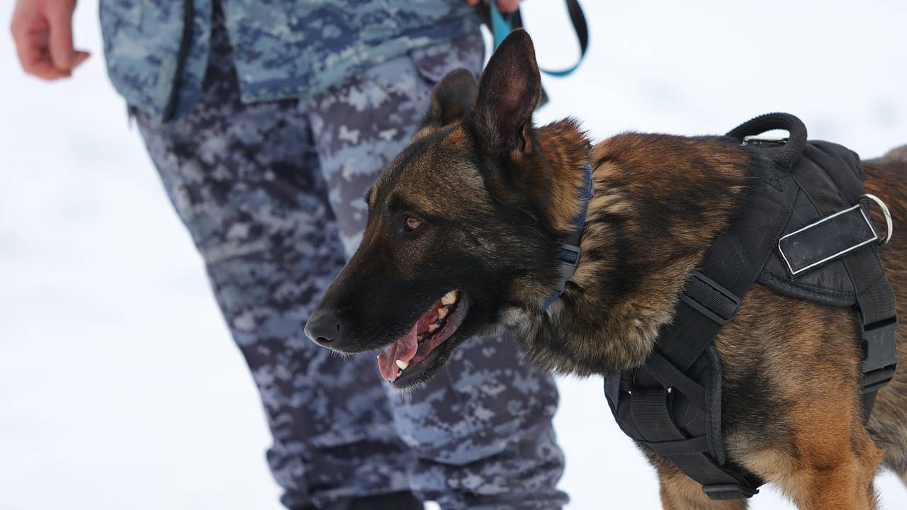 В российском городе начали поиск сбежавшего из части военного