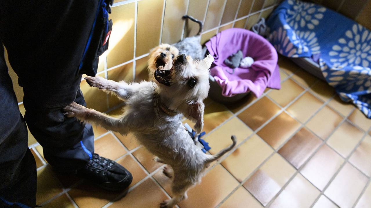 Москвичка развела в квартире больше десятка собак