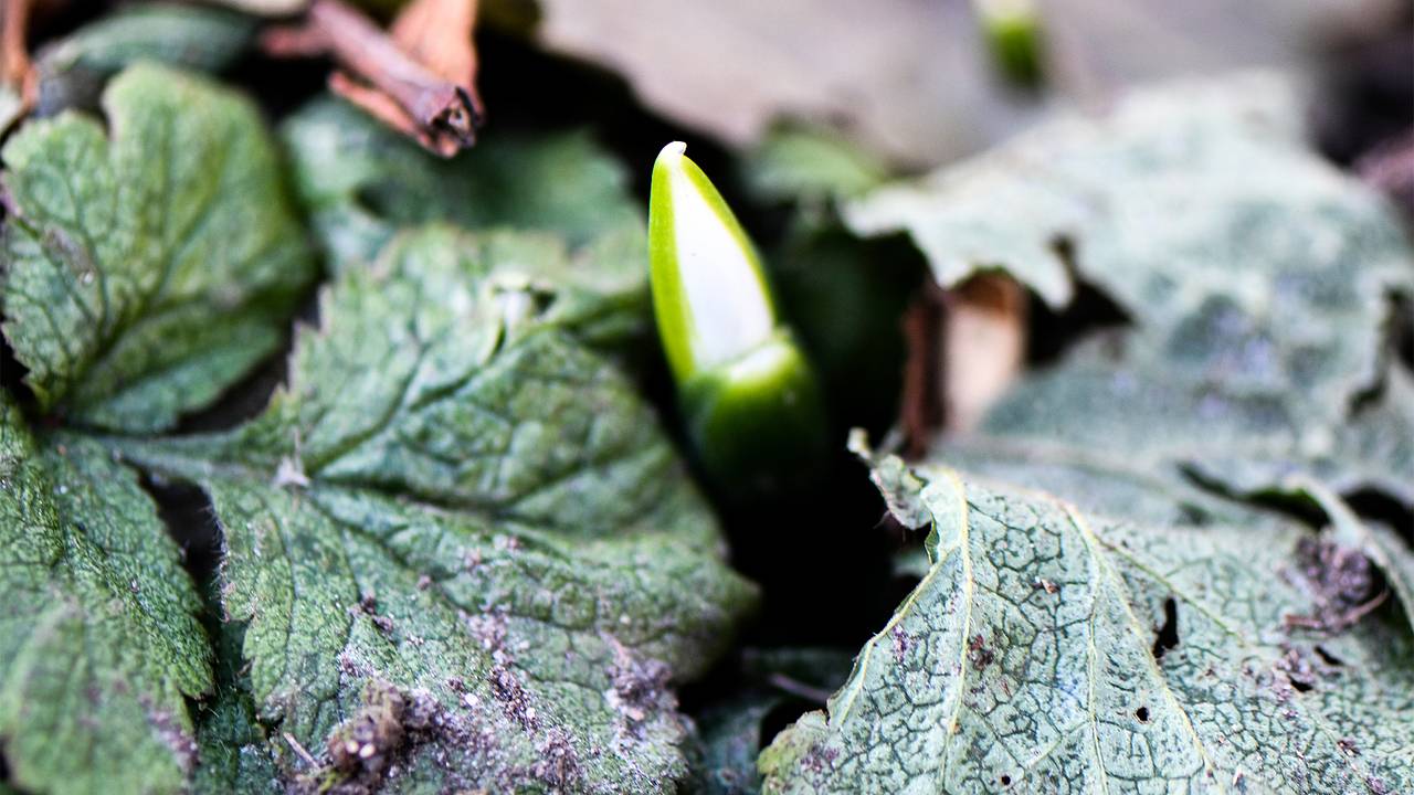 Раскрыто влияние аномальной погоды на природу под Москвой