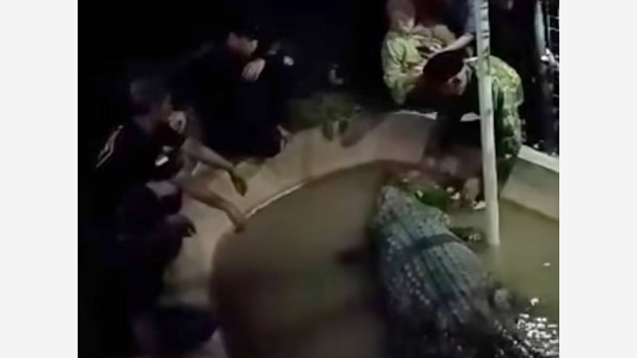 Спасенный крокодил напал на мужчину и попал на видео