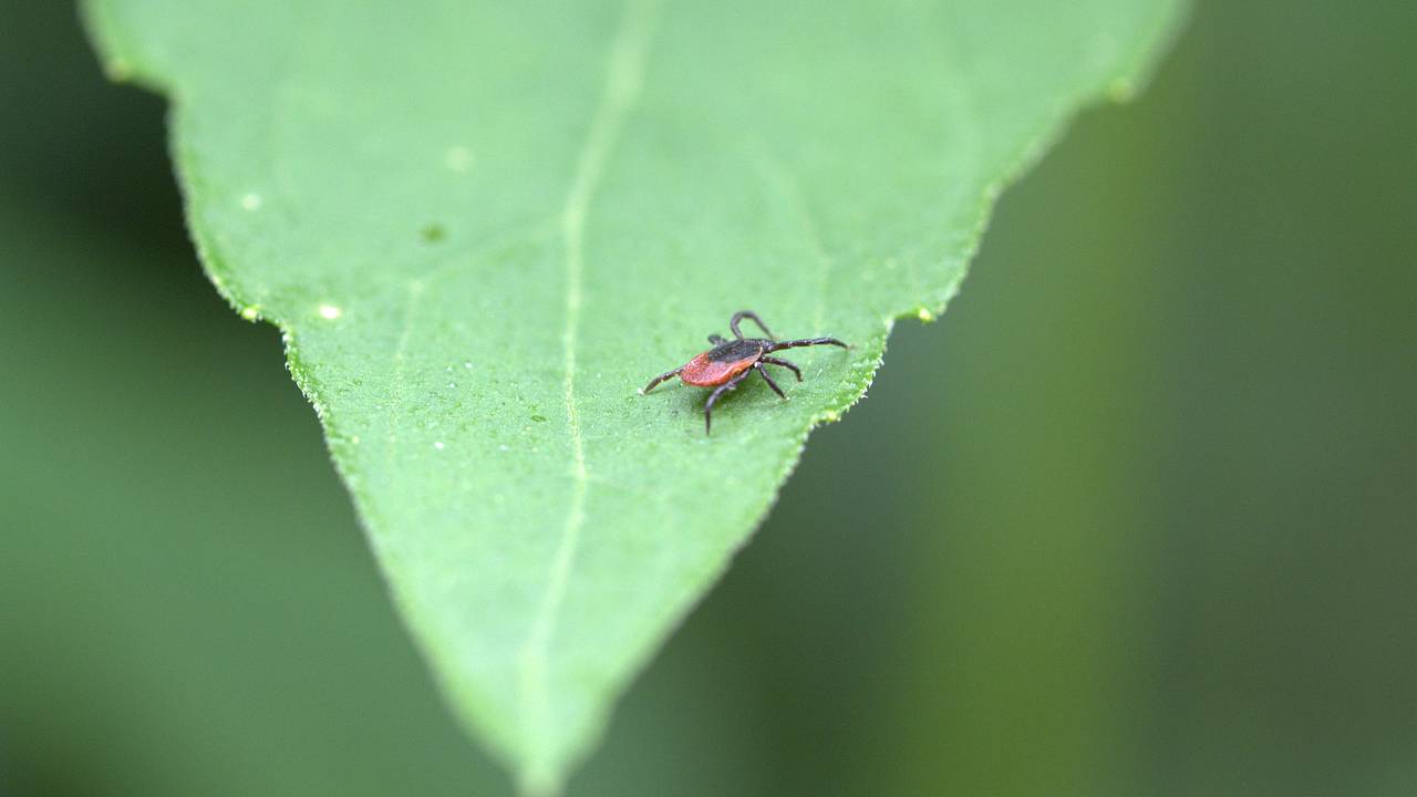 Клещи проснулись в пяти округах России
