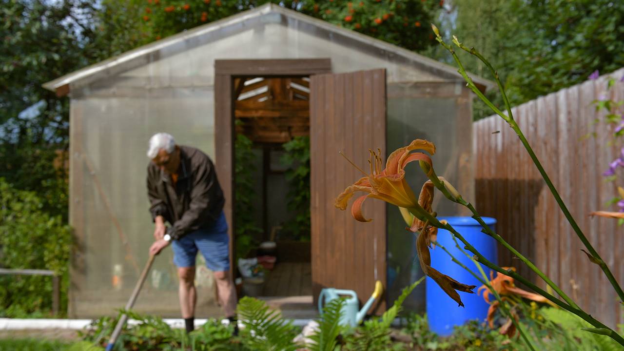 Названы простые и эффективные способы избавиться от вредителей на даче