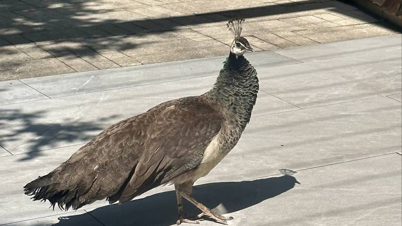 Захарова показала ждущего Лаврова павлина