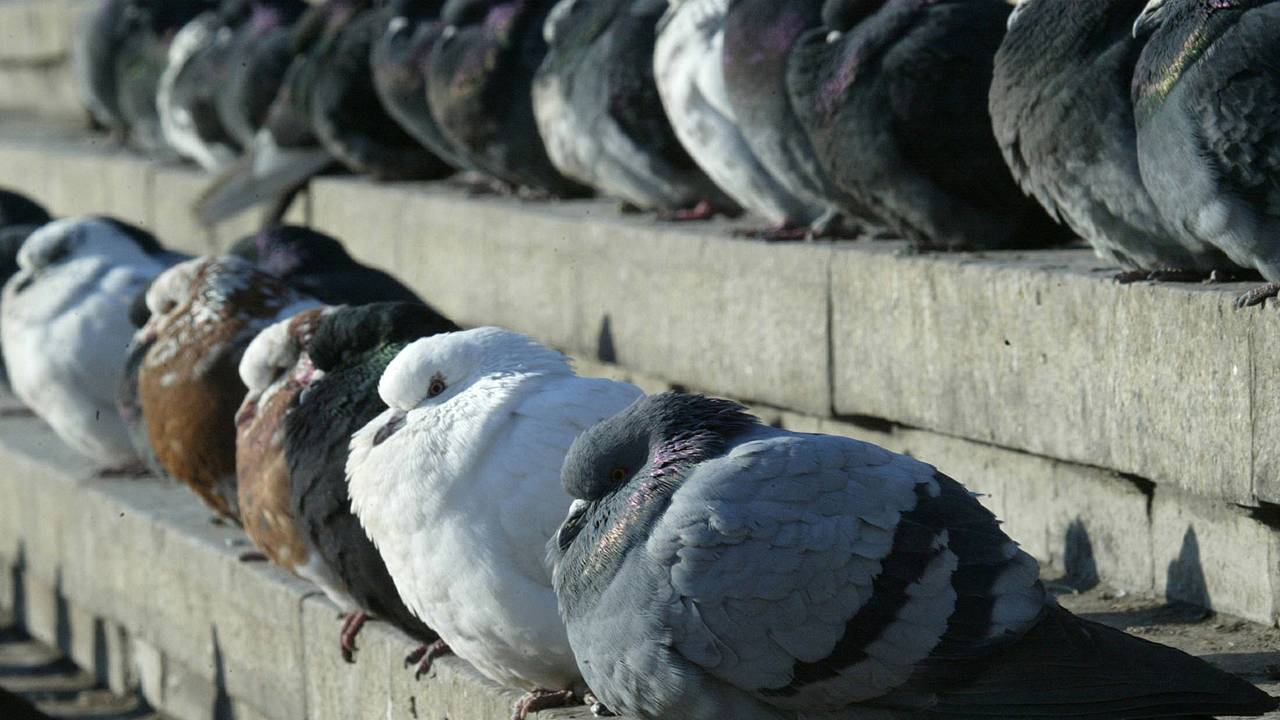 Воры украли 400 голубей-спортсменов стоимостью миллион рублей