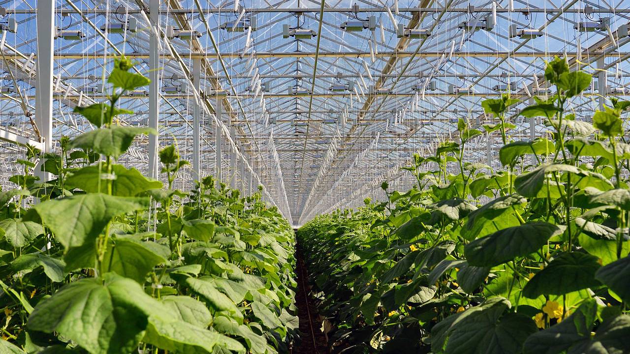 Россиянам напомнили о налоге на теплицы