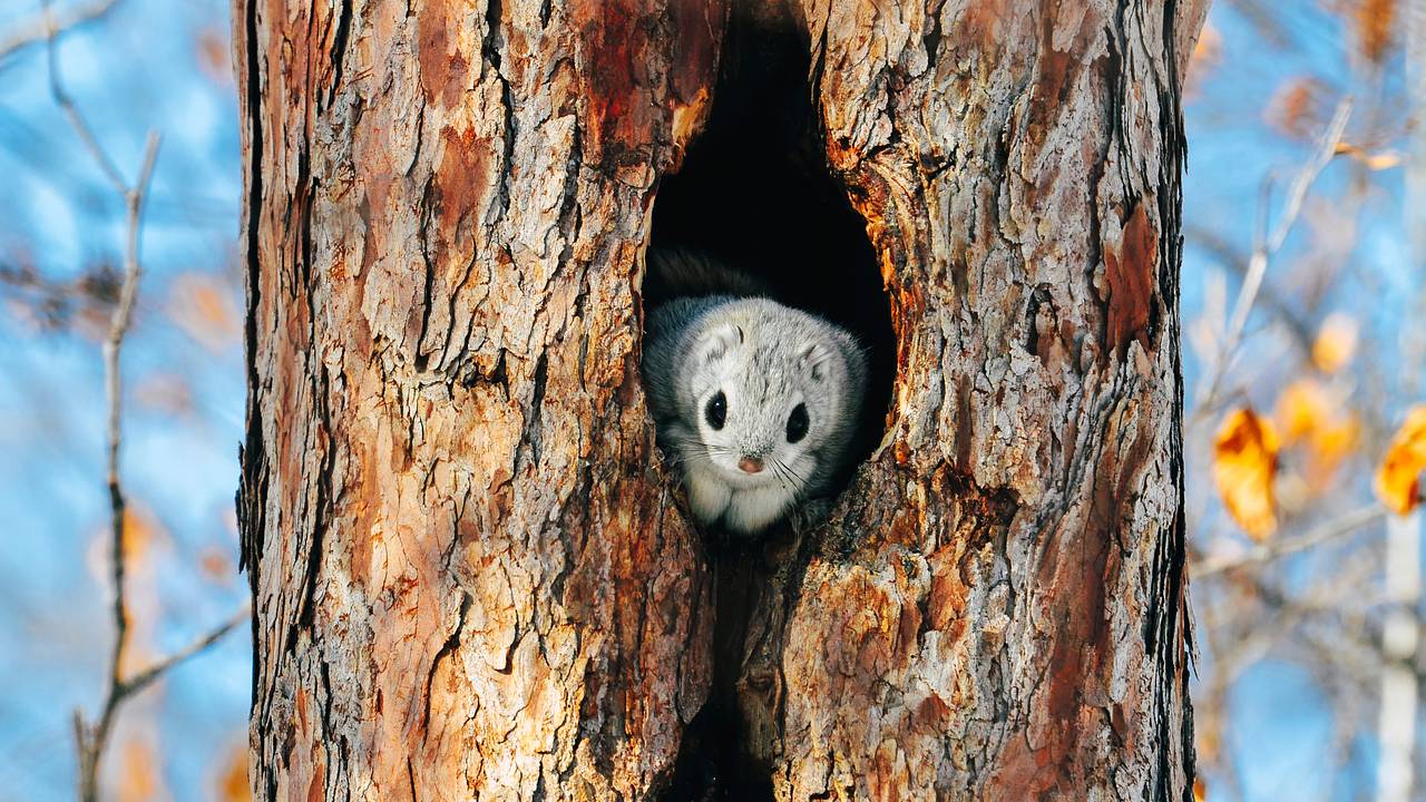 В Москве впервые увидели белку-летягу