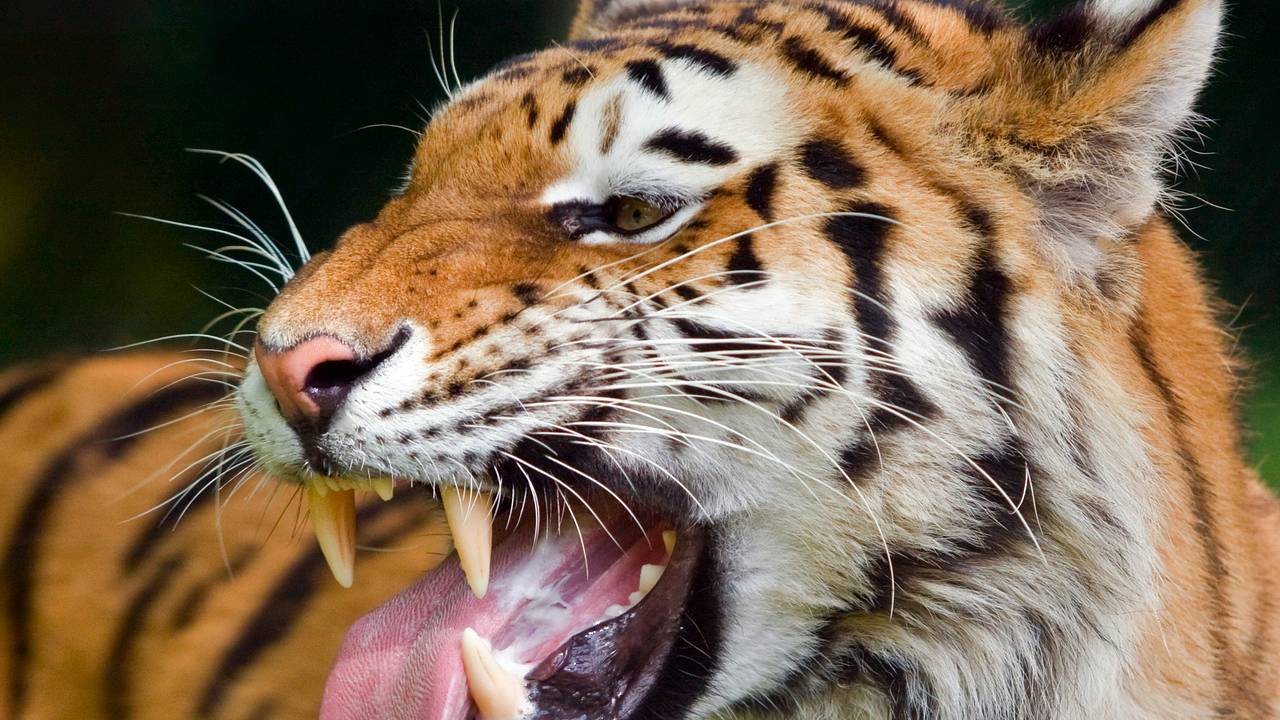 Тигры съели верующего на пути в храм