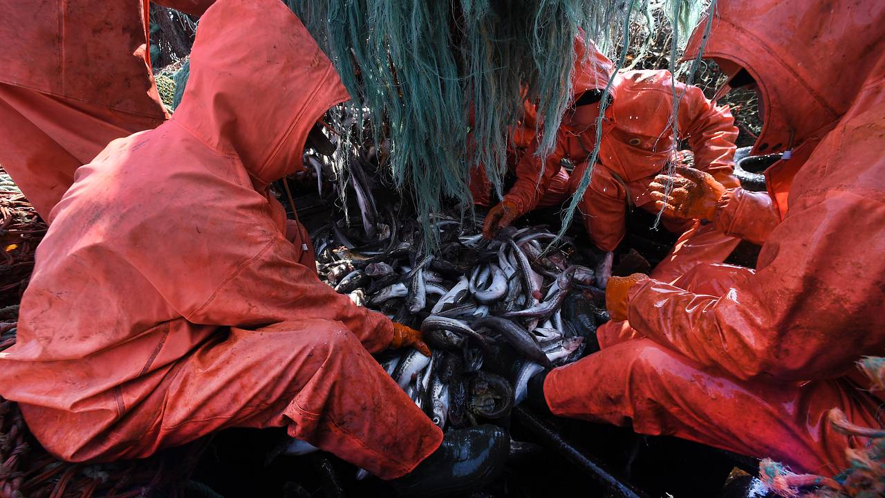 Вылов главной в России рыбы заметно упал