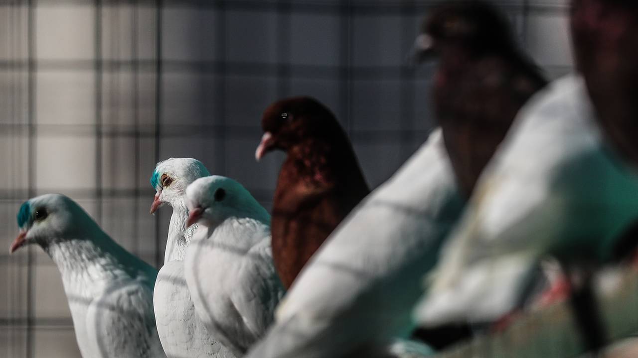 Россиянин превратил квартиру в голубятню и попал под суд