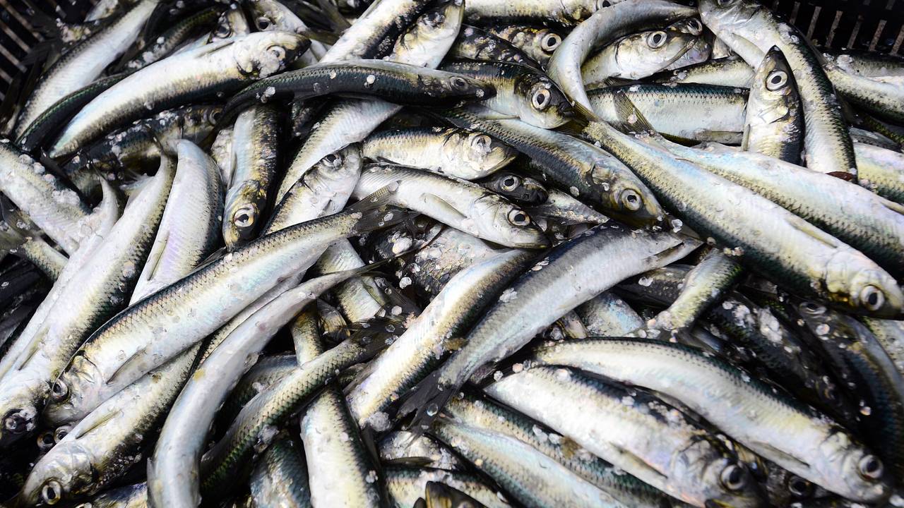 Экспорт одного вида российской рыбы взлетел