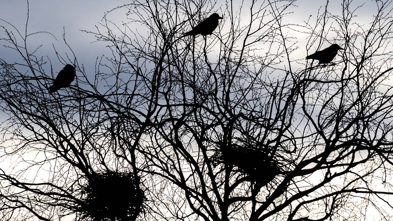 В российский регион не прилетели грачи