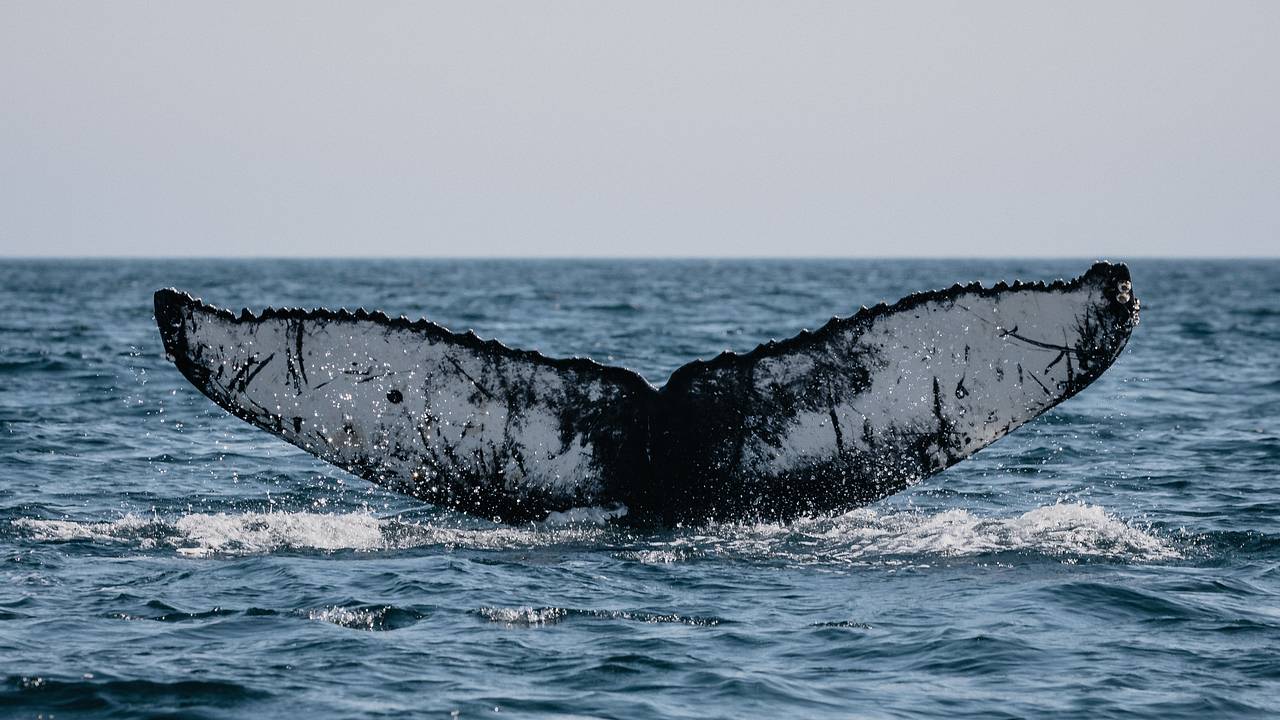 В Балтийском море горбатый кит угодил в рыболовные сети