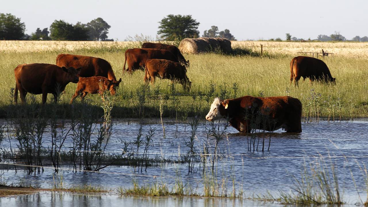Аргентина отменила действовавший более полувека запрет на экспорт