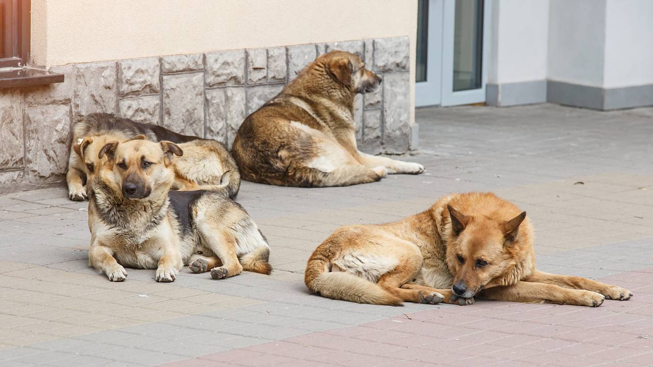 В Госдуме предложили запретить выпускать бродячих собак на волю