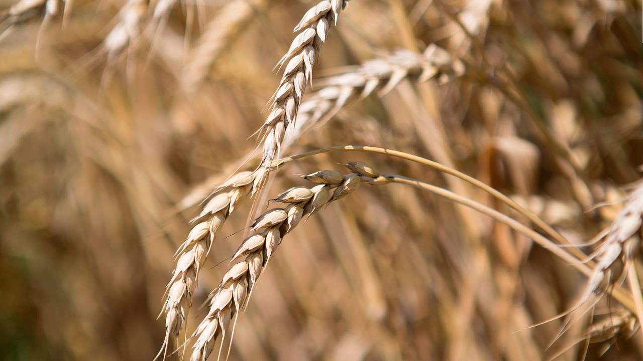 Экспорт одного российского товара упал до минимума