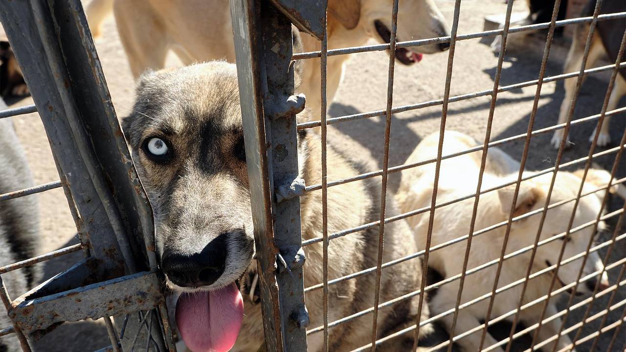 В 15 регионах России приняли законы об усыплении бездомных животных