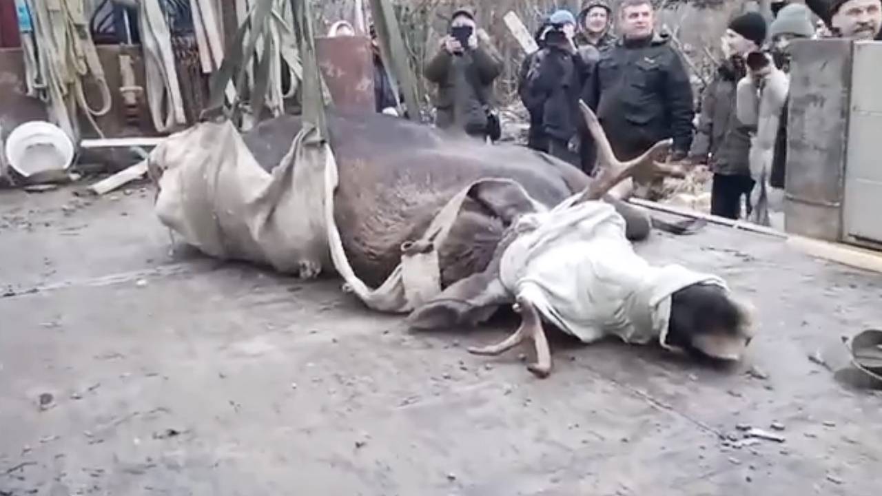 В российском городе поймали Леху и увезли подальше от людей