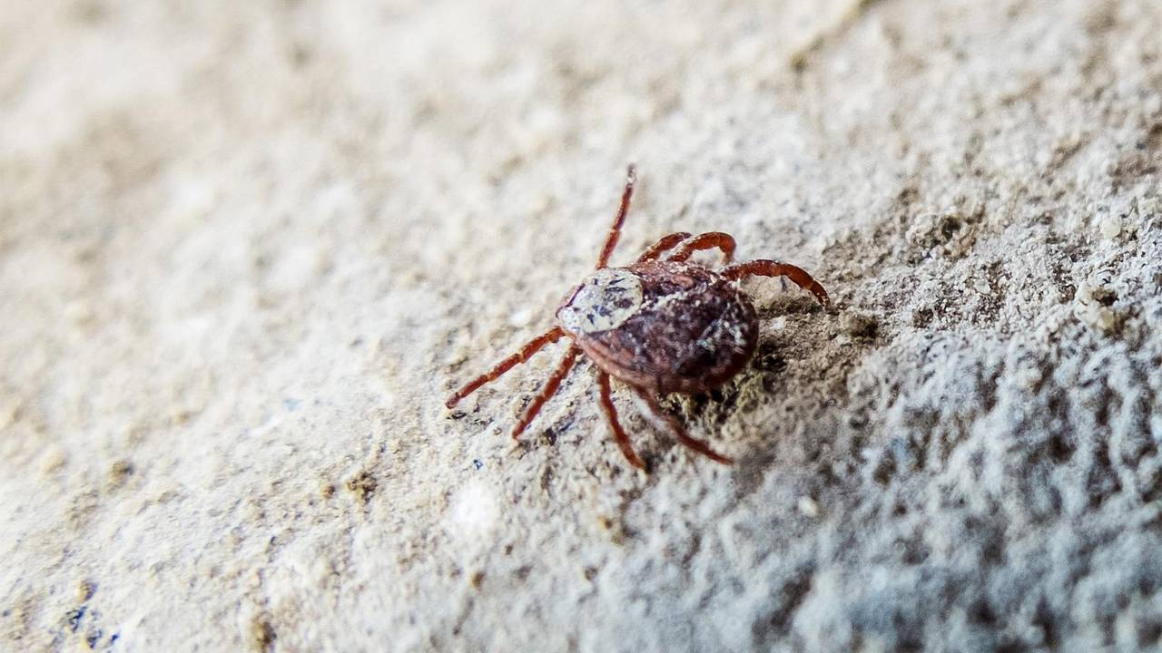 Клещи в России проснулись раньше времени из-за потепления