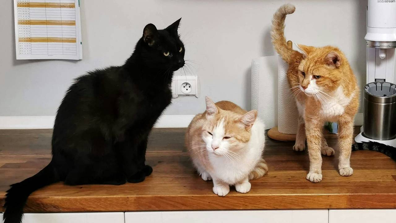 Россиянин завел в квартире кошек и попал под суд