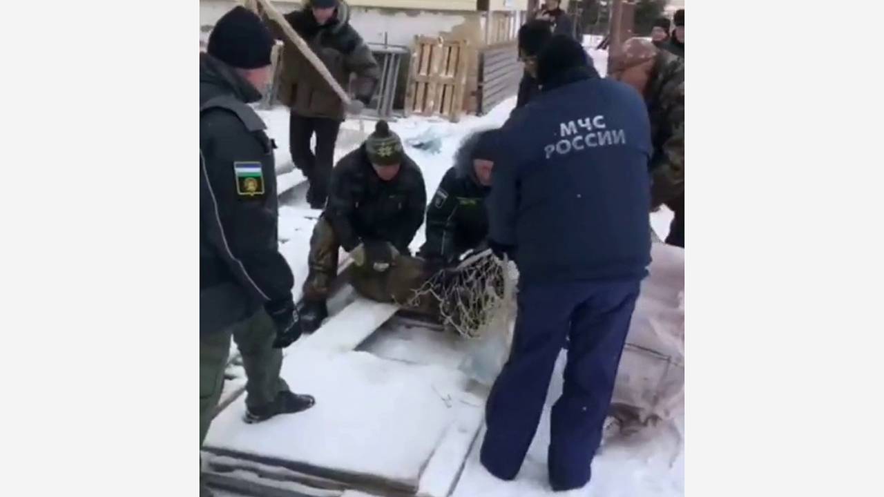 Молодой кабанчик забрел в российский город и несколько часов бегал от спасателей