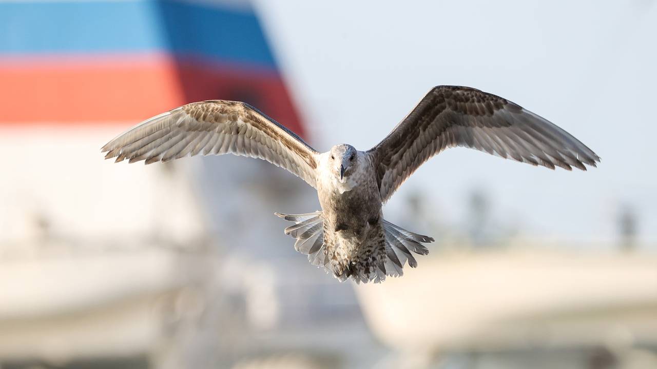 В Москве заметили ворующего чужие яйца хищника