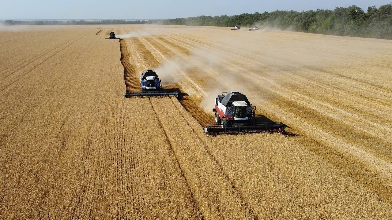 Минсельхоз прокомментировал возможность взлета цен на пшеницу