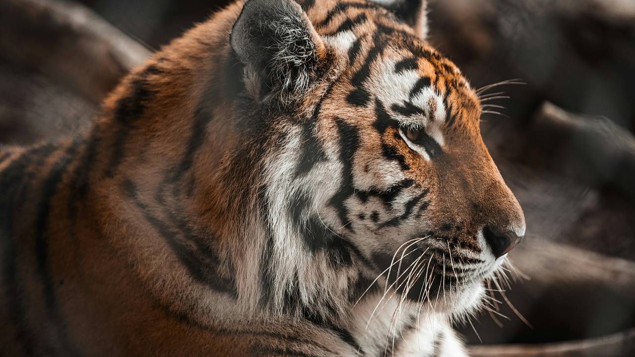 Отважный пес спас хозяина от тигра ценой своей жизни