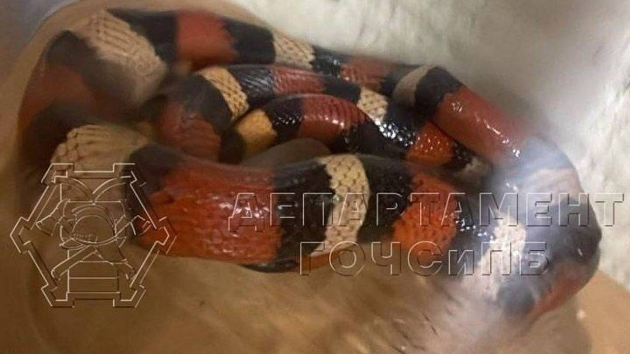 В Москве змея решила прокатиться в лифте