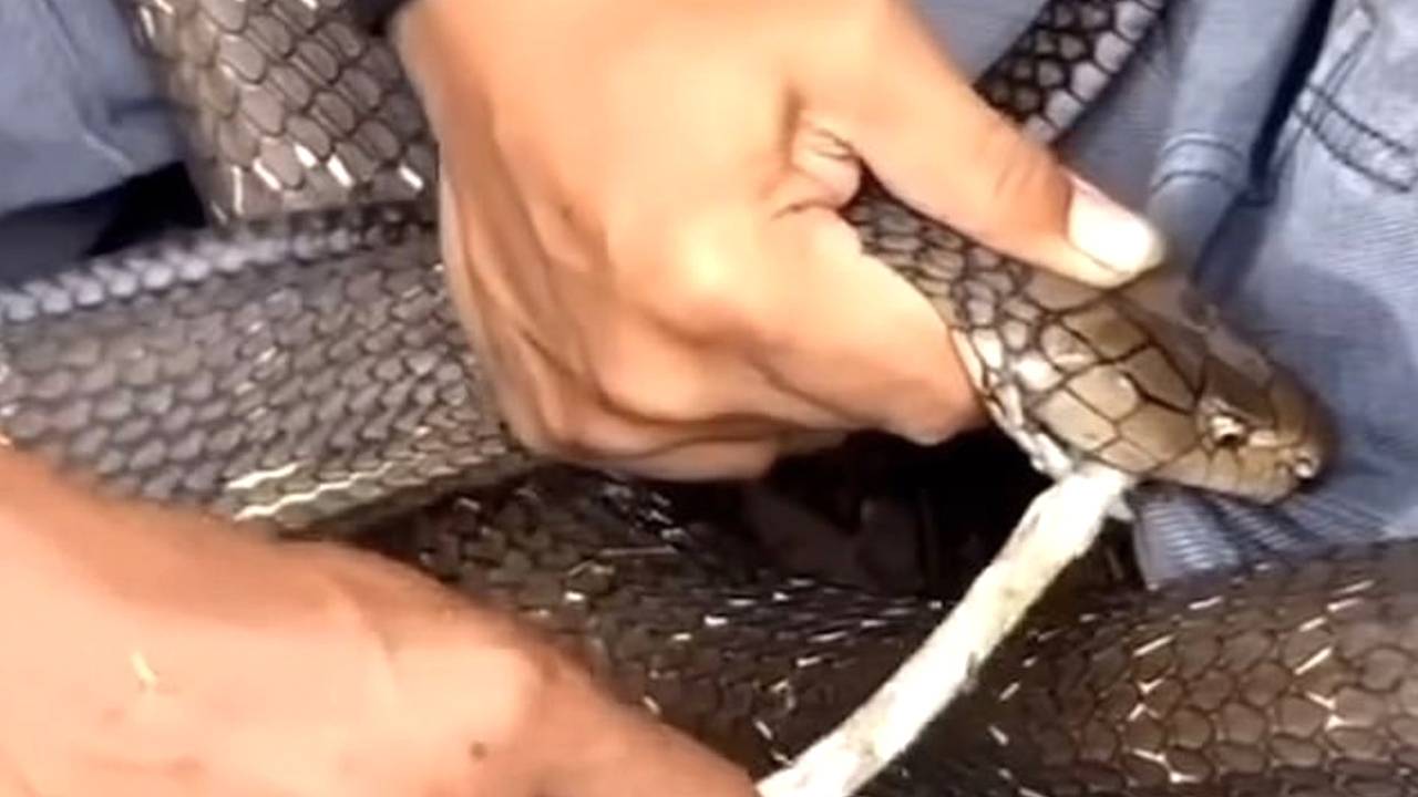Ядовитая змея укусила мужчину за пенис