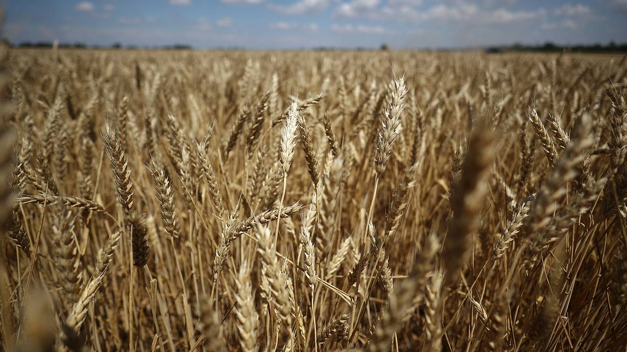 Россия стала поставлять Африке больше еды