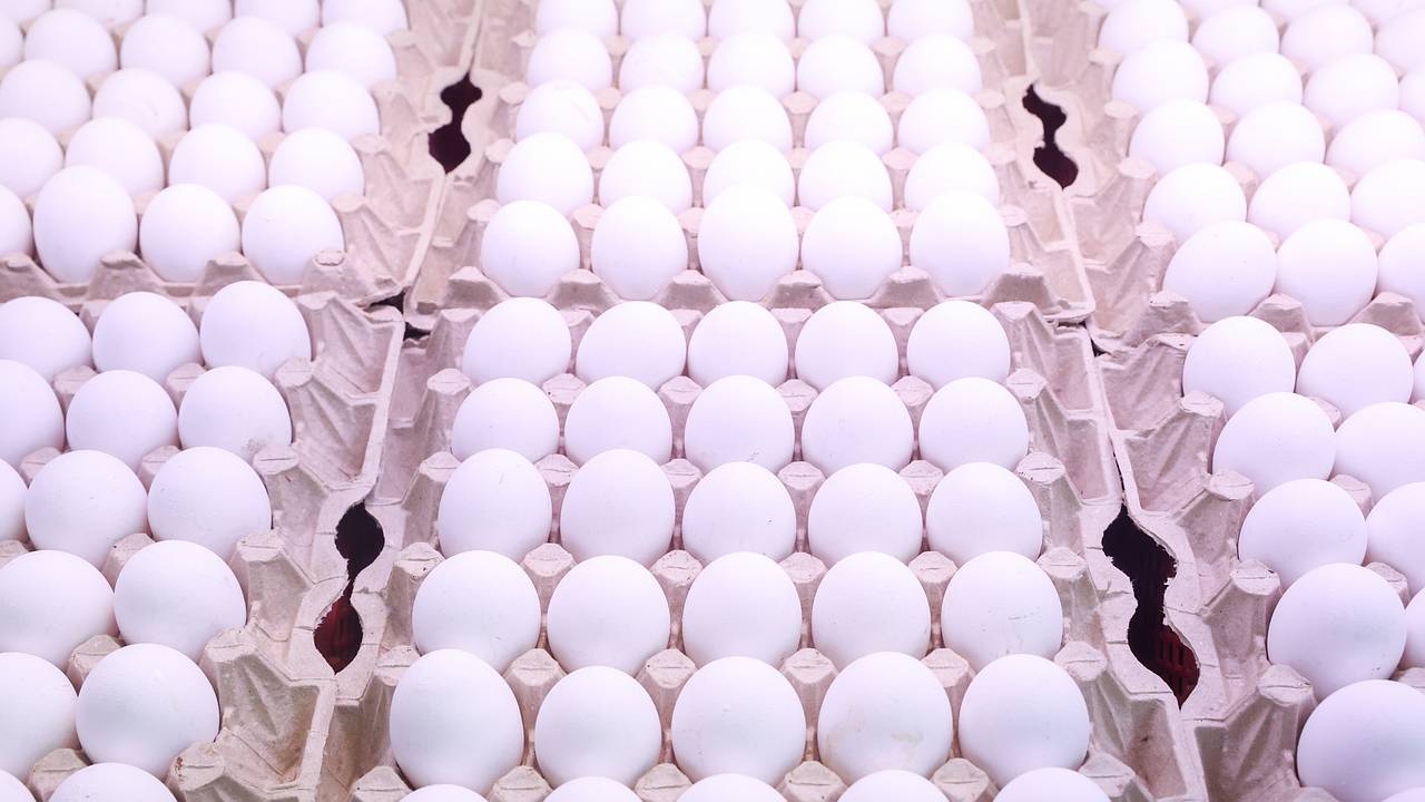 Поставки куриных яиц в Россию заметно упали