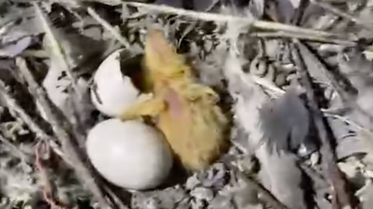 Жители дома в российском поселке пожаловались на замурованных на чердаке птенцов