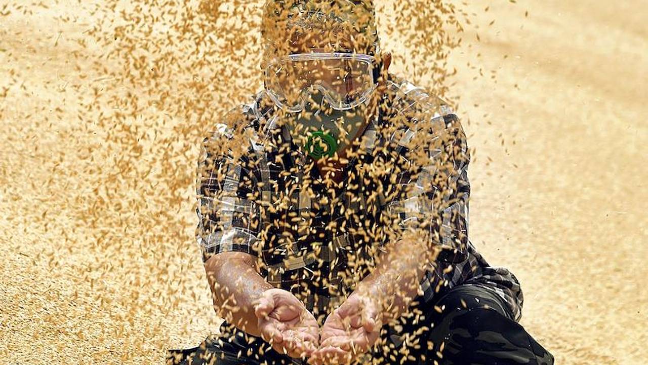 Россия впервые потеснила США на китайском рынке пшеницы