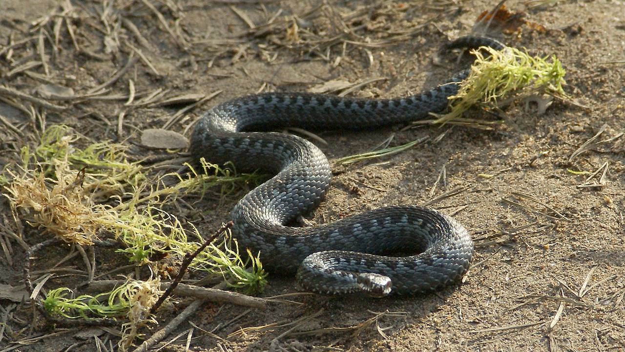 Под Москвой проснулись гадюки