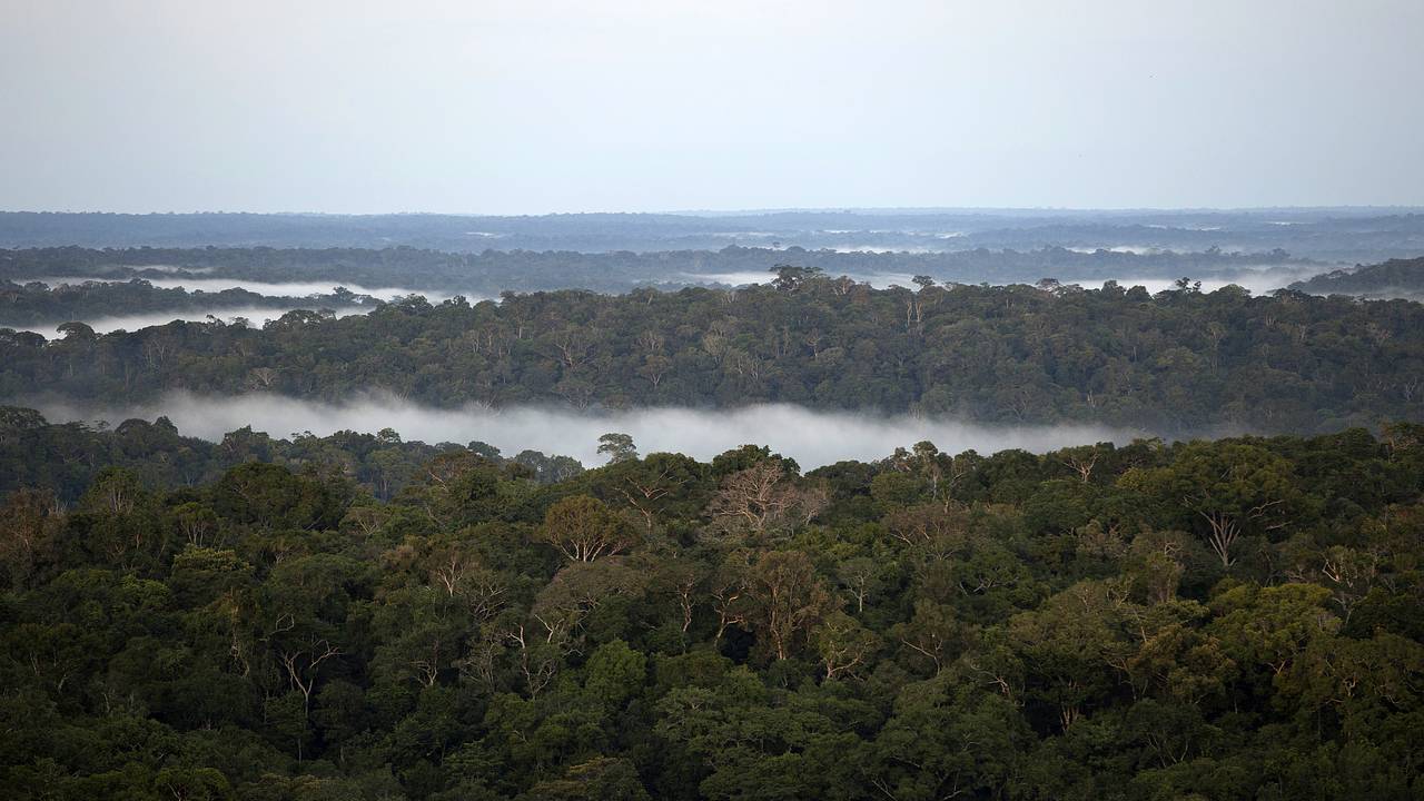 Леса Амазонки вырубили ради климатического саммита