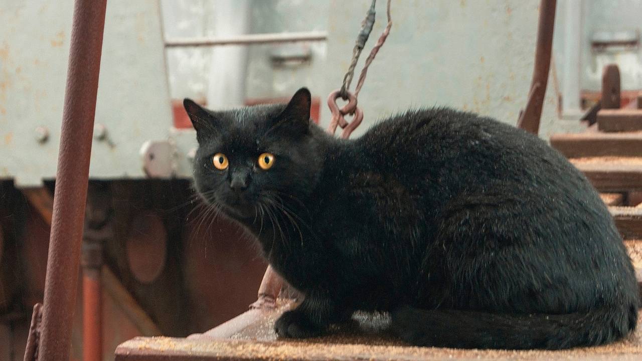 Турецкий кот нелегально прибыл в Россию на корабле в грузовом контейнере