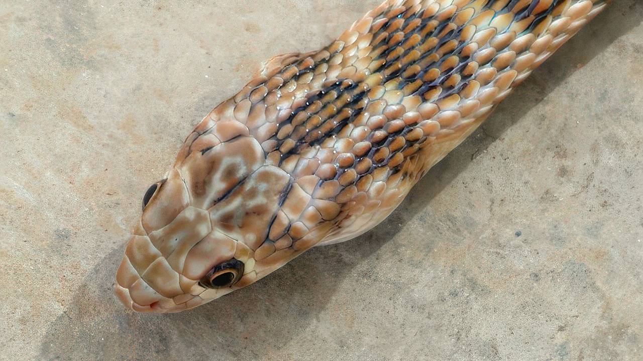 В Москве пенсионерка обнаружила в своем унитазе змею