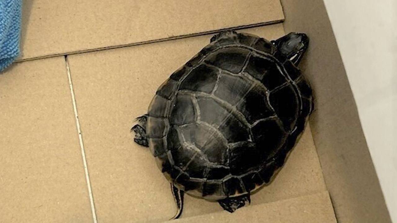 Пассажир самолета спрятал в штанах живую черепаху и попался из-за выпуклости в паху