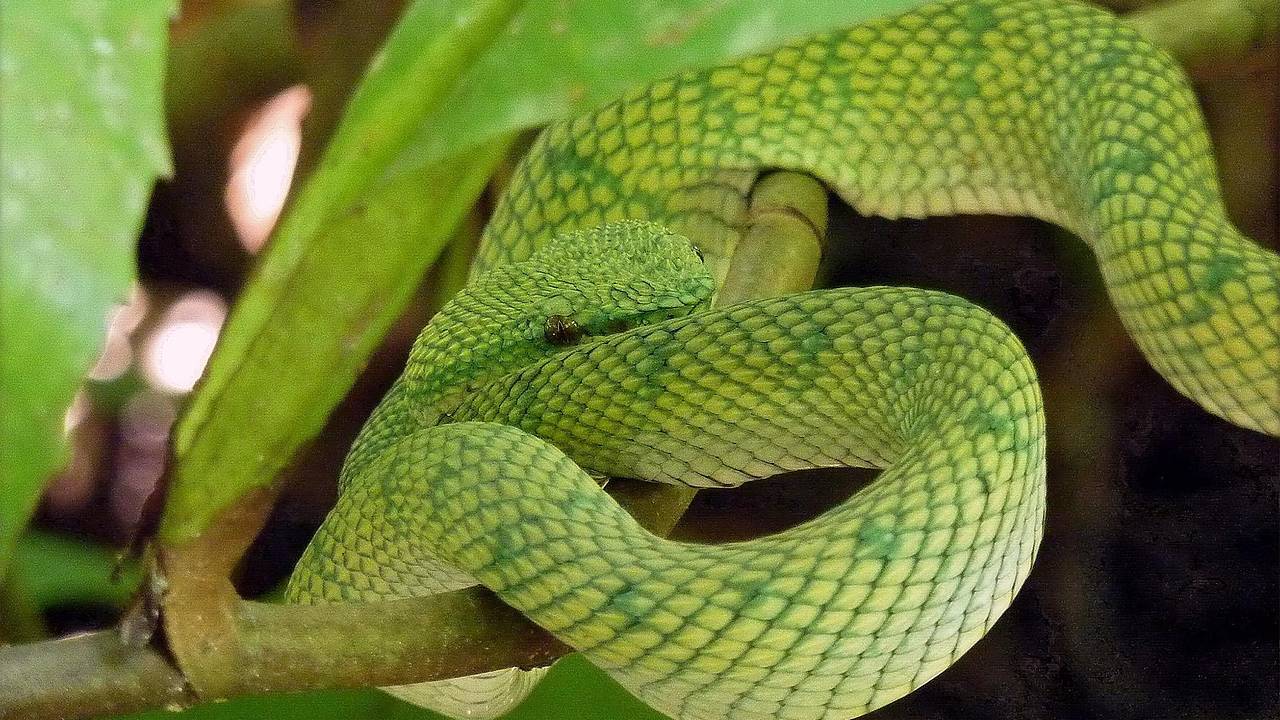 Участившиеся случаи проникновения змей в квартиры объяснили