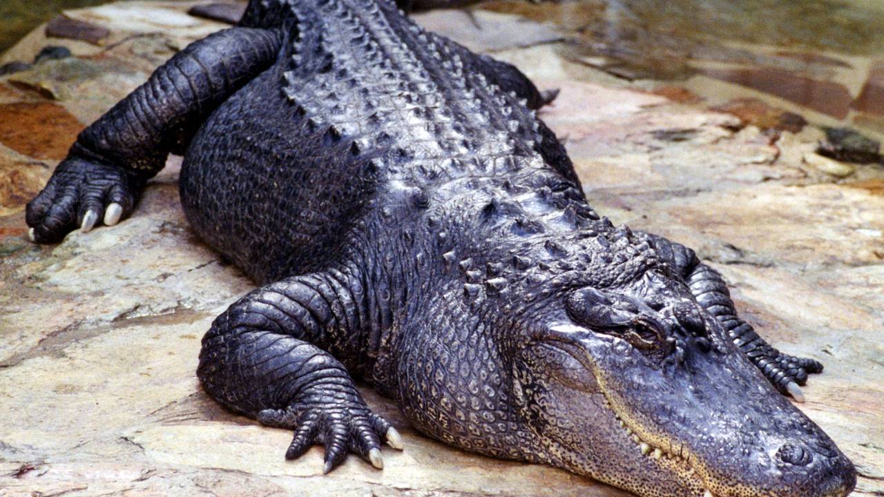 Аллигатор пробрался на кухню в жилой дом и ушел без зубов