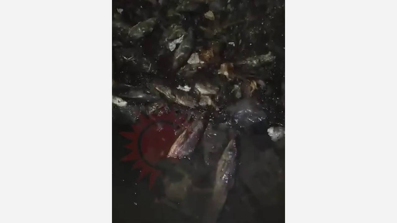 Рыба забила канализацию жилого дома в российском городе и попала на видео