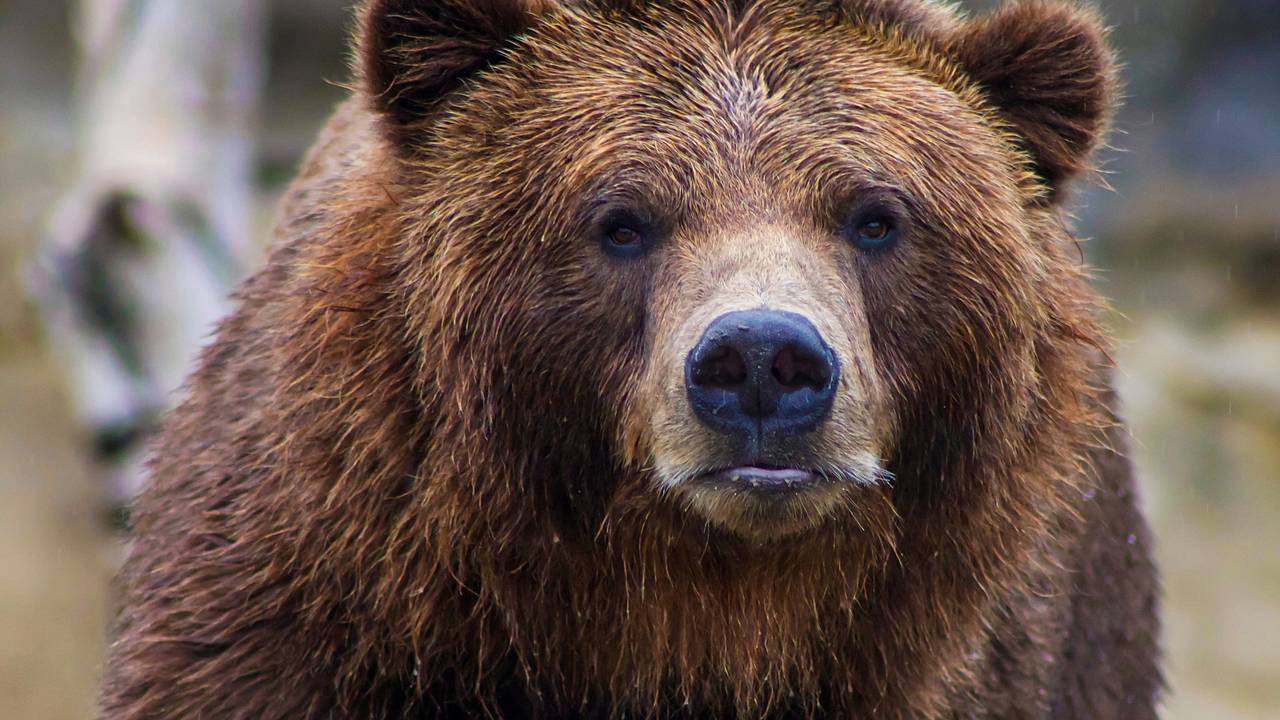 Медведь напал на собирающих цветы женщин