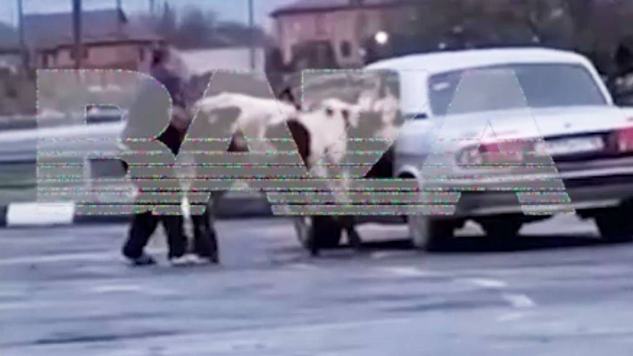 Россиянин затолкал двух коров на заднее сиденье «Волги» и попал на видео
