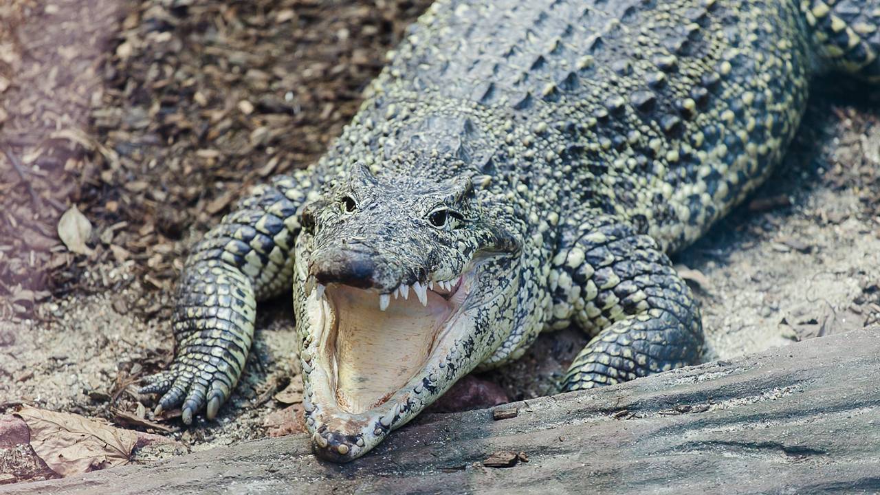 28-летняя женщина победила в схватке с крокодилом