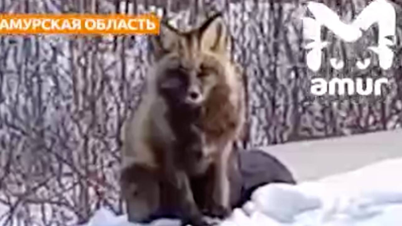 В российском регионе заметили и сняли на видео редкую чернобурую лису