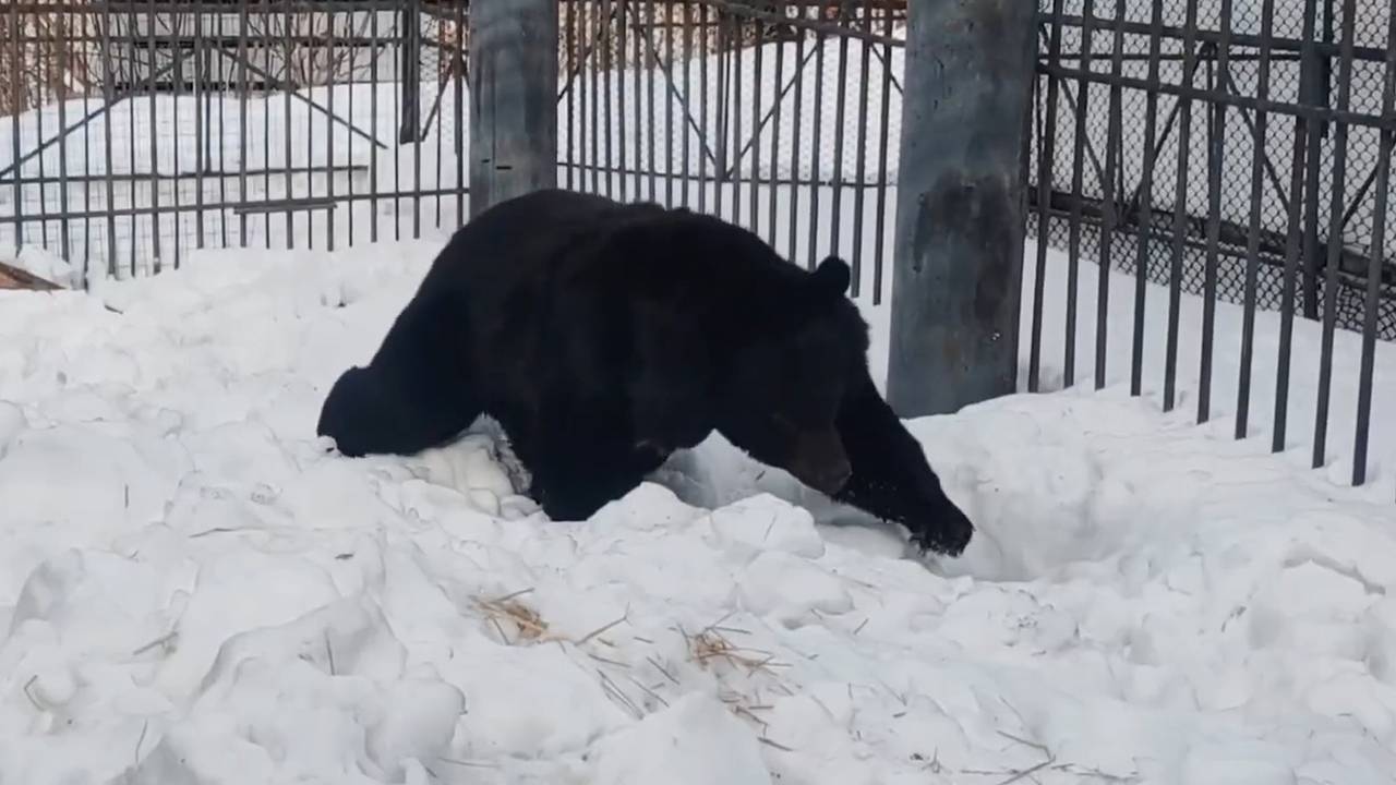 Семья медведей проснулась в единственном сельском зоопарке России