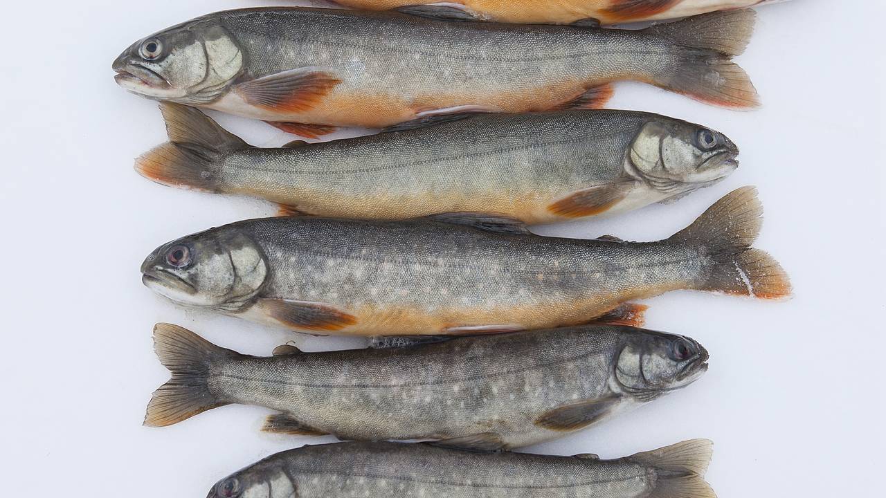 Уникальных карликовых гольцов обнаружили на Камчатке