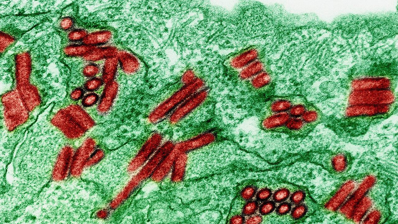 Пациенту случайно пересадили зараженный бешенством орган