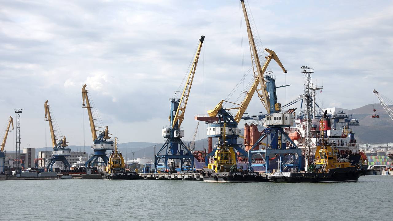 Нелегально прибывший в Россию кот месяц прожил в порту Новороссийска
